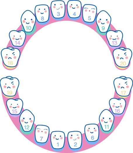 Quelles sont les étapes du développement des dents de bébé